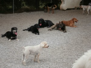 Doggie Daycare | Greensboro NC | Dog Kennel | Cat Boarding | Dog Behavior Training | Grooming & Baths