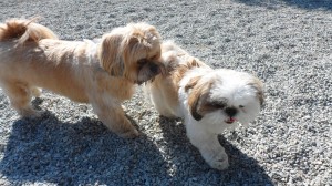 Doggie Daycare | Greensboro NC | Dog Kennel | Cat Boarding | Dog Behavior Training | Grooming & Baths